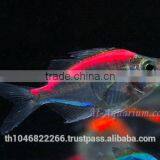 Glass Fish Mix Color For Sale / Ornamental Fish International Exporter thumbnail-5