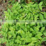 Aegle Marmelos thumbnail-2