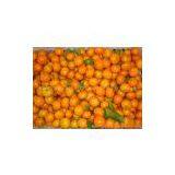 Shangtang Orange thumbnail-1