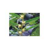 Cassia Nomame P.E., Cassia Nomame Extract, Cassia... thumbnail-1