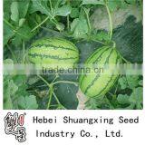 Shuangkang No.2 Long Oval Shape Red Flesh Hybrid Watermelon Seeds