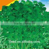 Open Pollinated Leafy Caraway Seeds Big Leaf