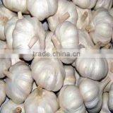 White Garlic