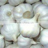 New Crop Normal White Garlic thumbnail-3