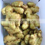 HOT SALE BEST QUALITY FRESH GINGER thumbnail-2