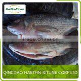 Frozen Whole Tilapia Fish thumbnail-2