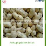 Good Quality Shandong Peanut in Shell With Best Price thumbnail-5