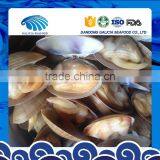 Frozen Clam Variety Surf Clam thumbnail-2