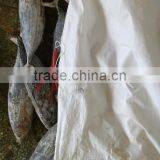 All Type of Seafrozen Skipjack Tuna thumbnail-1