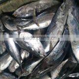 Bonito Fish WR Frozen Bonito WR Wholsale for Smoked thumbnail-1