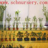 Lucky Bamboo Dracaena Sanderiana Boat thumbnail-2