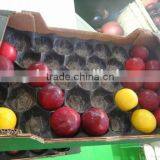 BV Onsite Check Assessed Supplier Customized Plastic 5 Compartment Tray For Fruit thumbnail-1