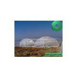Economical Plastic Tunnel Greenhouse,Vegetable Greenhouse, Flower Greenhouse,