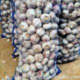 New Crop 5.5cm Normal White Fresh Garlic In 10 kg Mesh Bag packing