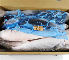 Mullet Fish / Grey Mullet, Mullet 1000-200 thumbnail-4