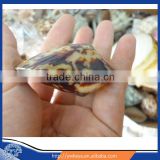 Cellana testudinaria shell natural seashell wholesale 5-7cm 100pcs/bag accept paypal