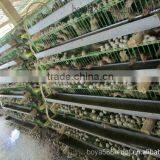 Galvanized Material Automatic Layer Quail Equipment thumbnail-2