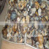 Natural Big White Raw Agate Tumbled Stone