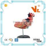 V-HM11 4D MASTER Human Heart Assembled Model thumbnail-4