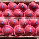 163# Qinguan Apple thumbnail-3