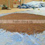 VIETNAM SCAPHIUM SCAPHIGERUM thumbnail-4