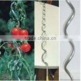 Tomato Spirals thumbnail-1