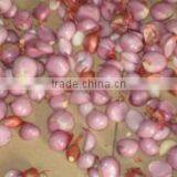 Small Garlic Peeling Machine Peeling Machine Garlic Peeling Machine Garlic Processing Equipment thumbnail-2