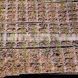 Wholesale Cheap Good Quality ps Cells Seedling Trays thumbnail-5
