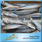 Frozen Fresh Seafood Fish Whole Mackerel thumbnail-1