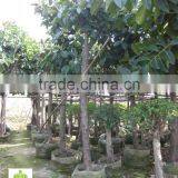 Ficus Elastica (rubber Fig ) thumbnail-2