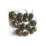 Indonesia Chocolate Habanero Pepper Capsicum 25 Seeds thumbnail-1