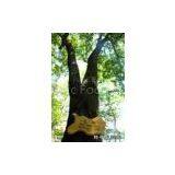 Elm Bark Extract(sales22 at Lgberry Dot Com Dot Cn)