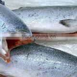 Frozen H&G Pink Salmon thumbnail-2