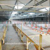 Best Automatic Poultry Feeding System for Broiler