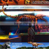 MY Dino-C070 Resin Animal Skeleton for Musuem Exhibition thumbnail-2