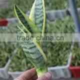20-30cm Sansevieria Superba thumbnail-1