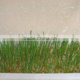 Hot Sale Animal Feed Bud Seedling Machine / Hydroponic Bean Sprout Machine for Peanut Pea thumbnail-6