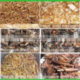 Bird Food Dried Crickets // Dried Mealworms // Grasshopper thumbnail-1