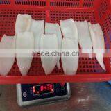 Pacific Squid thumbnail-1