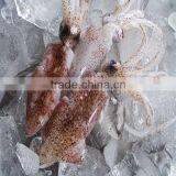 High Quality IQF Baby Squid thumbnail-1