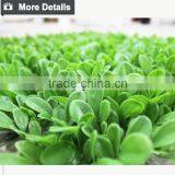 Landscaping Artificial Grass Artificial Ivy Mat for Decoration thumbnail-3