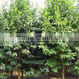 Michelia Chapensis Trees thumbnail-1