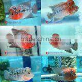Live Aquarium Tropical Fish From Thailand Exporter Company thumbnail-1