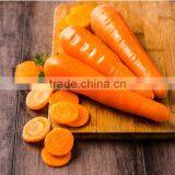 Chinese Fresh Vegetable Fresh Market Carrot thumbnail-2