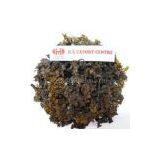 Sargassum thumbnail-1