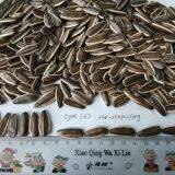 New Crop Sunflower Seed of Type 363 thumbnail-2