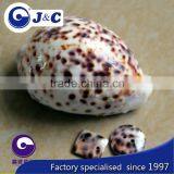 Tiger Shell Buttons,round Shape Shell Buttons,