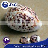 tiger shell buttons,round shape shell buttons,