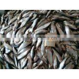 Frozen Canned Sardine thumbnail-6