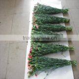 Elegant in Smell Factory Direct High Quality Flower Carnation thumbnail-4